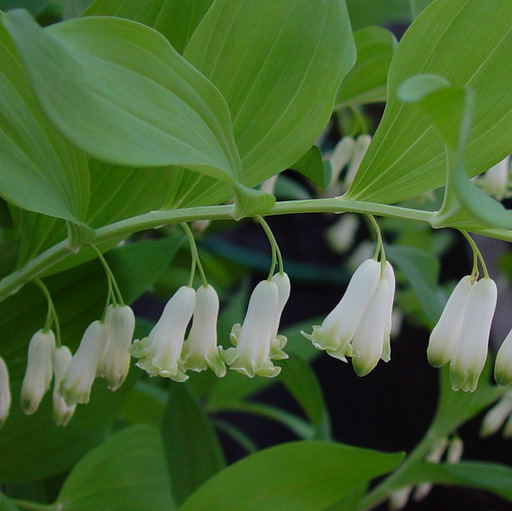 Polygonatum lasianthum